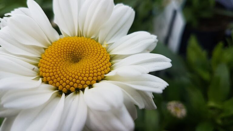 business image 0 130 768x432