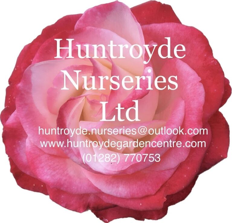 business image 0 149 768x737